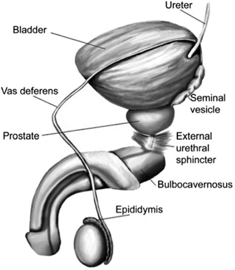 penis photo|Penis: Anatomy, Picture, Erection, and Ejaculation